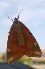 Euplagia quadripunctaria