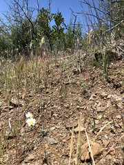 Malacothrix floccifera