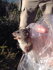 Peromyscus fraterculus