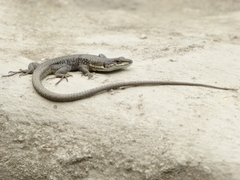 Darevskia portschinskii