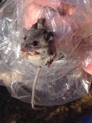 Peromyscus fraterculus