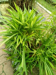 Pandanus amaryllifolius