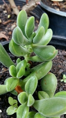 Crassula rogersii