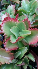 Kalanchoe longiflora