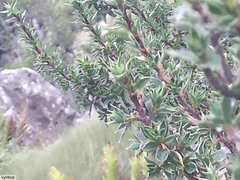 Cliffortia tridentata