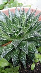 Aristaloe aristata