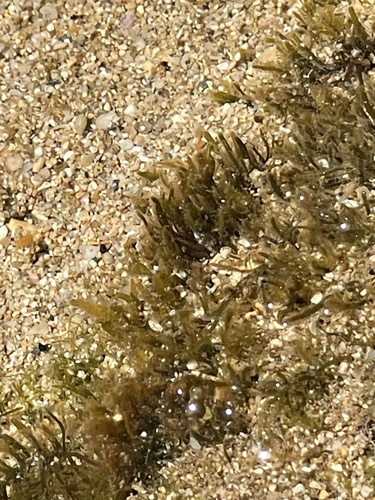 Pterocladiella caerulescens observed 2024-04-30