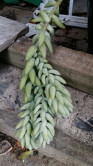 Sedum morganianum