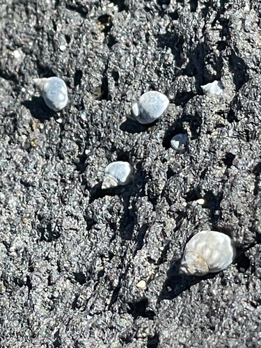 Echinolittorina hawaiiensis observed 2024-04-30