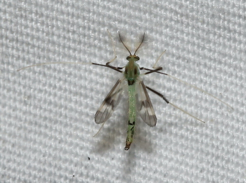 Stenochironomus hilaris (Walker, 1848)