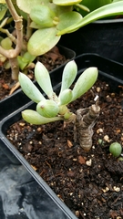 Curio crassulifolius