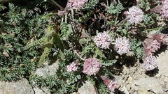 Chaenactis douglasii alpina