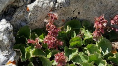 Telesonix heucheriformis