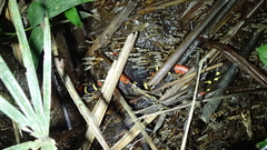 Micrurus surinamensis