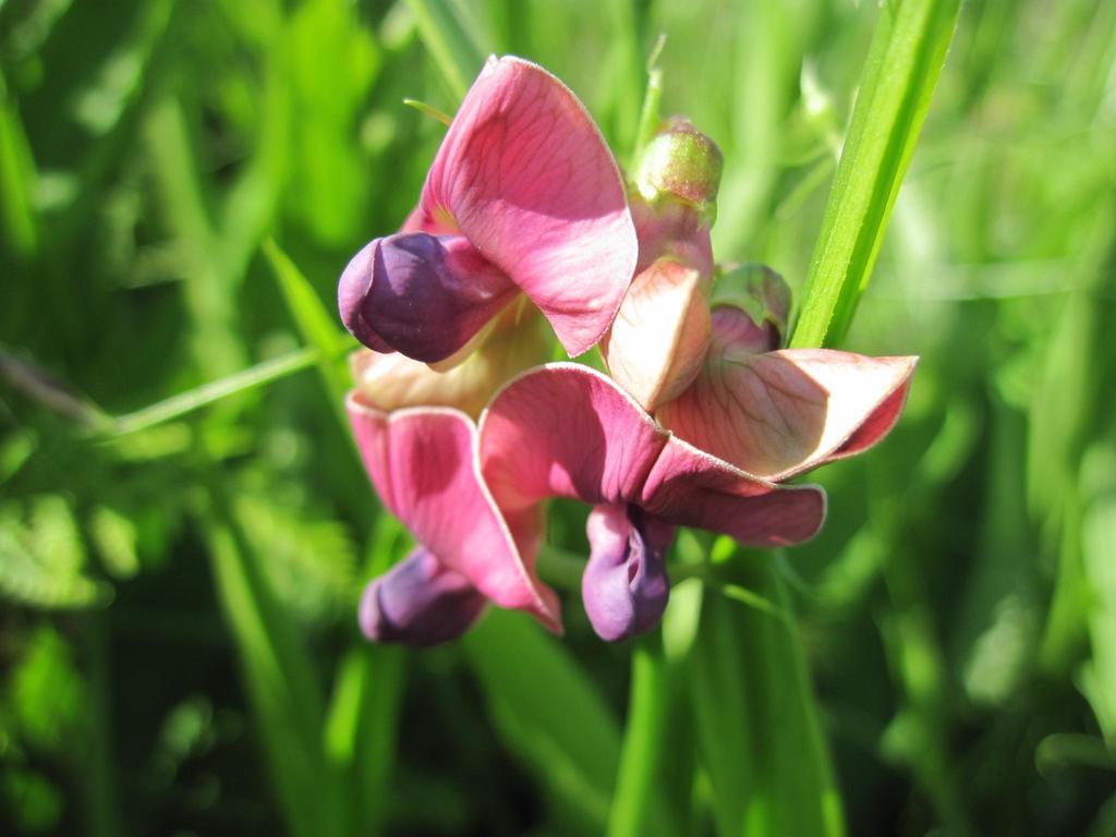 Wald-Platterbse (Nature around Mondsee and Irrsee) · iNaturalist