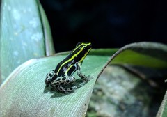 Ranitomeya variabilis