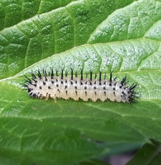Periclista pubescens