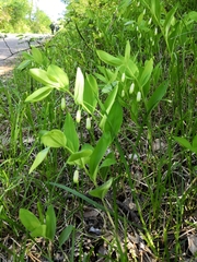 Polygonatum odoratum