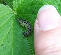 Periclista pubescens