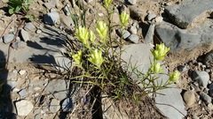 Castilleja occidentalis