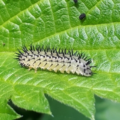 Periclista pubescens