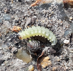 Periclista pubescens