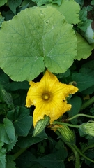 Cucurbita maxima maxima