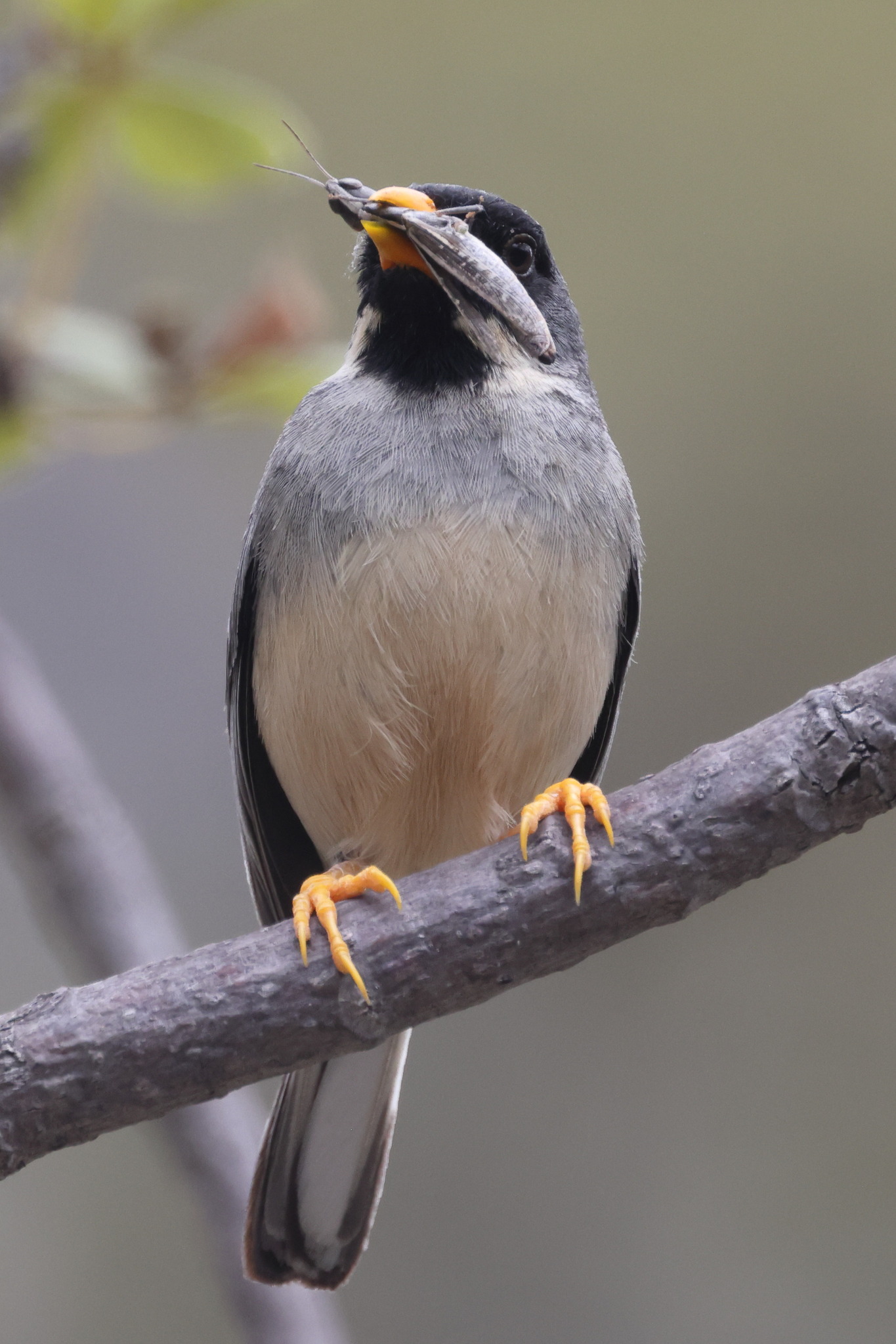 Buff-bridled Inca Finch (Incaspiza laeta), photo 5