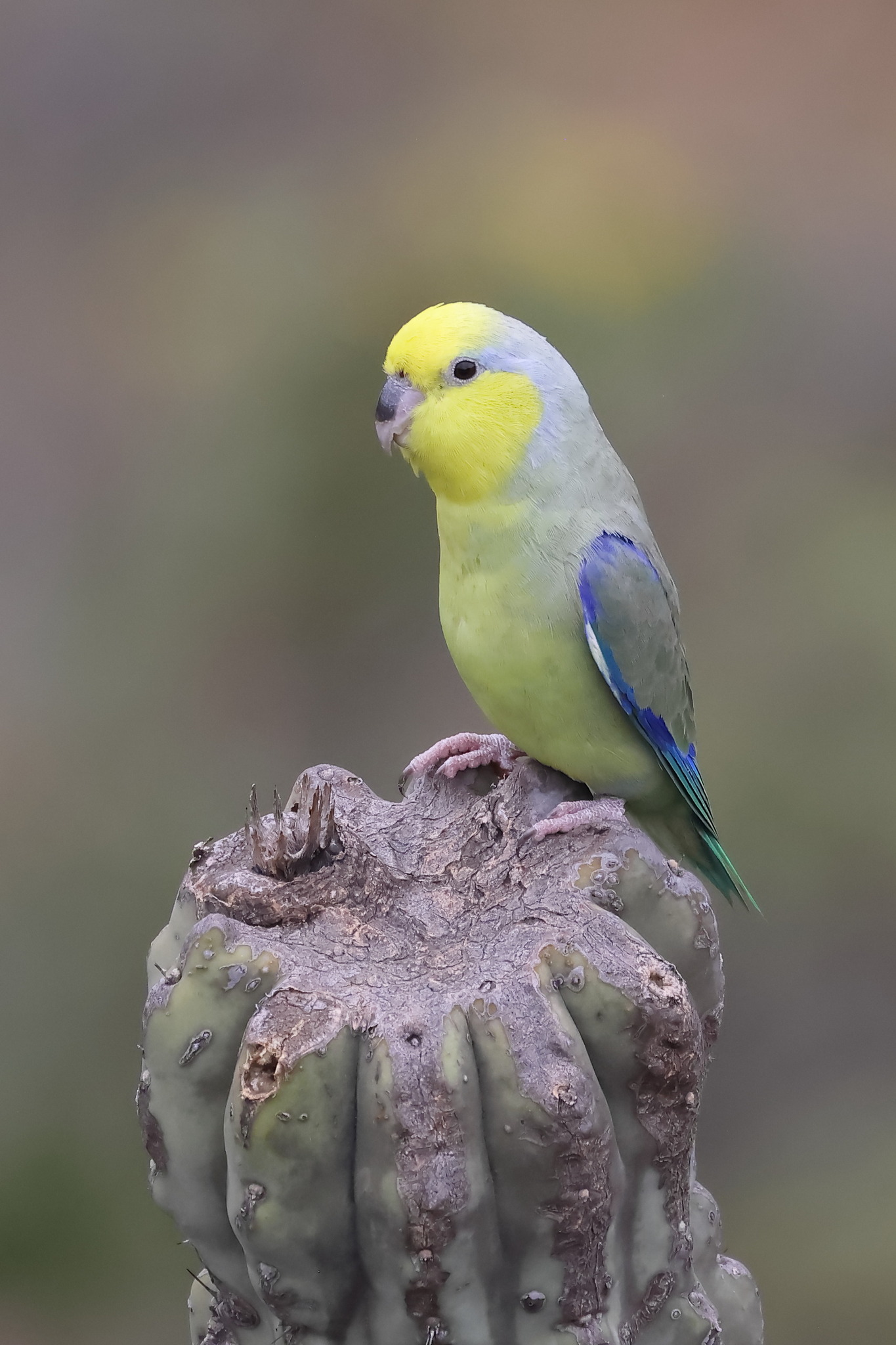 Yellow-faced Parrotlet (Forpus xanthops), photo 8