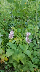 Agastache urticifolia