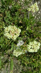 Eriogonum heracleoides