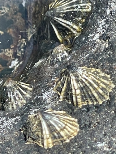 Siphonaria normalis observed 2024-04-30