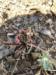 Malacothrix floccifera