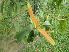 Garcinia atroviridis