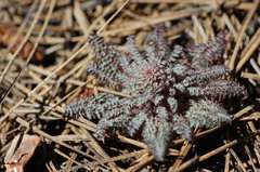 Pedicularis semibarbata
