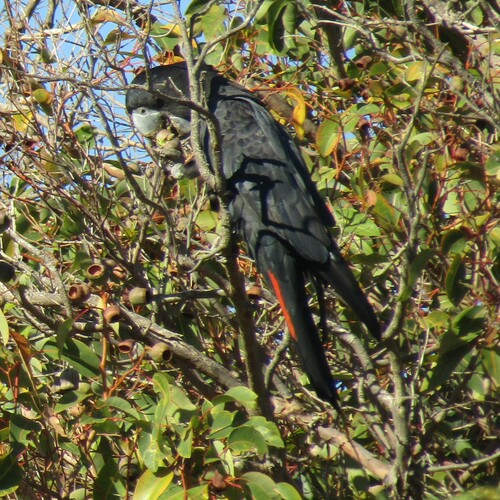 Red-tailed Black Cockatoo (Calyptorhynchus banksii), photo 10