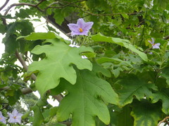Solanum wrightii