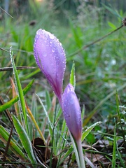 Colchicum autumnale