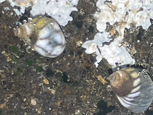 Echinolittorina hawaiiensis observed 2024-04-30