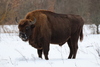 Wisent - Photo (c) valdom, some rights reserved (CC BY-NC)