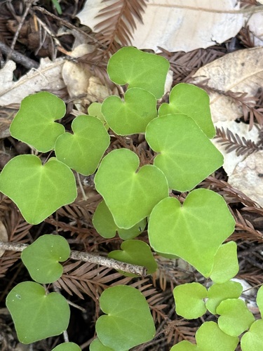 Image of Vancouveria planipetala by (c) Barbara Banfield, some rights reserved (CC BY)