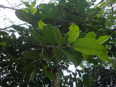 Syzygium grande