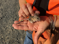 Peromyscus fraterculus