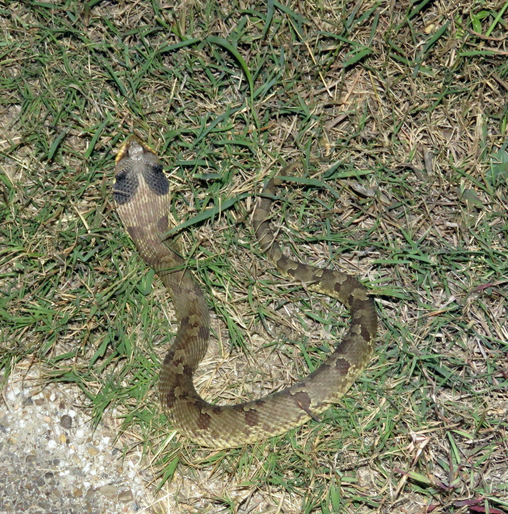 Eastern Hognose Snake from Refugio County, TX, USA on April 30, 2019 at ...