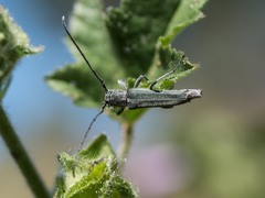 Phytoecia caerulescens