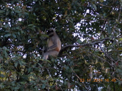 Semnopithecus hypoleucos