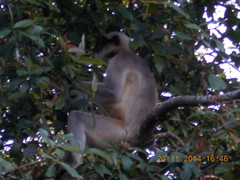 Semnopithecus hypoleucos