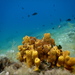 Gold Sponge - Photo (c) Chris Taklis, some rights reserved (CC BY), uploaded by Chris Taklis