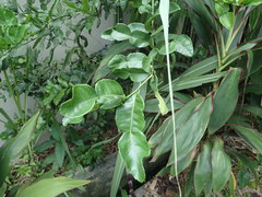 Citrus hystrix