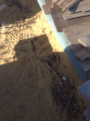 Peromyscus fraterculus